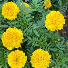 images 5